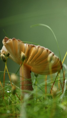 грибы макро капли трава мох