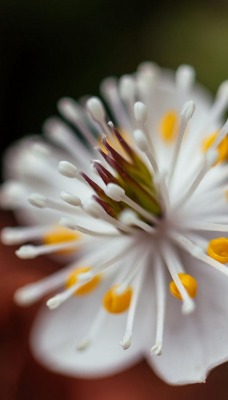 цветок макро распустившийся цветение