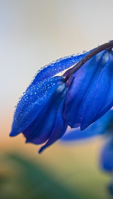 колокольчики цветы полевые макро капли синие