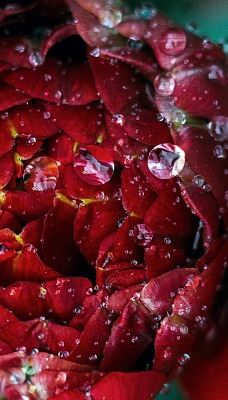 бутон цветок бордовый капли макро