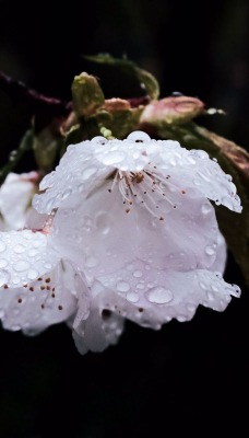 цветок цветение ветка белый капли