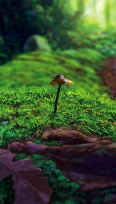 мох лес гриб