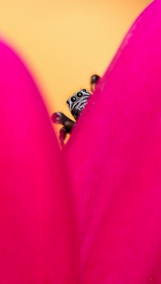 цветок макро лепестки розовый паук