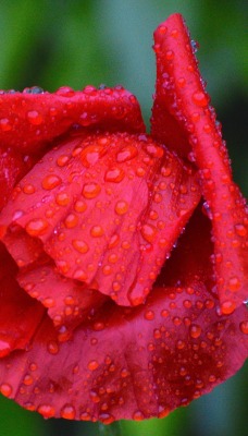 роза красная роза лепестки красные лепестки капли