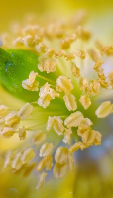 цветок пестик макро капли