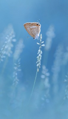 бабочка цветы минимализм
