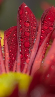 цветок бордовый лепестки макро капли