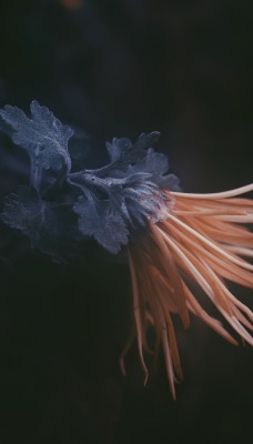 растение темнота цветок