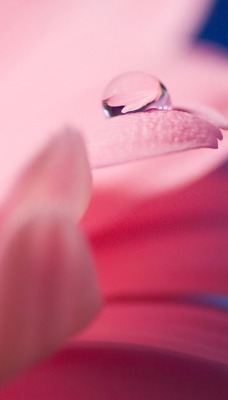 лепестки капля макро розовый