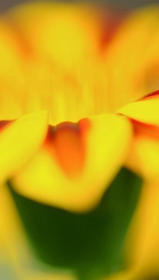 макро цветок желтый лепестки