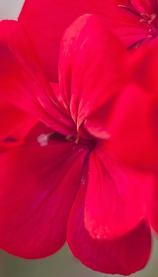 цветок красный макро