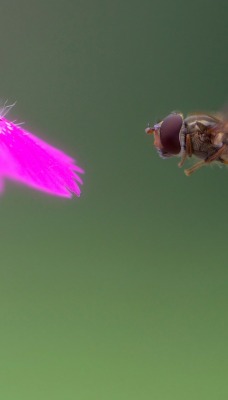 пчела цветок макро полет