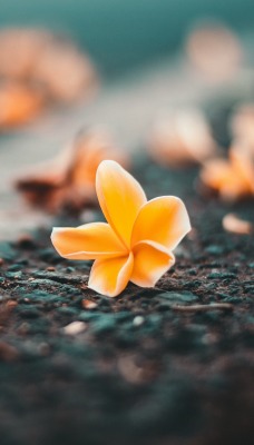 цветок на земле макро желтый