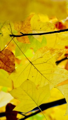 Желтые листья