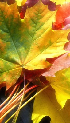 Кленовые листья