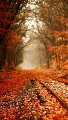 Железная дорога в осенних листьях