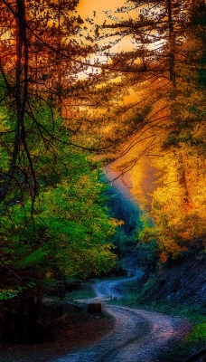 Осень Лес дорога лучи
