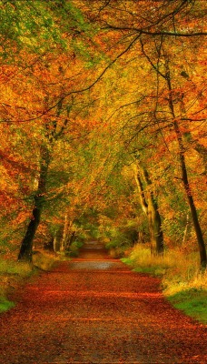 Осень лес тропа дорога