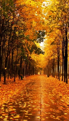 Осень аллея листья золотая