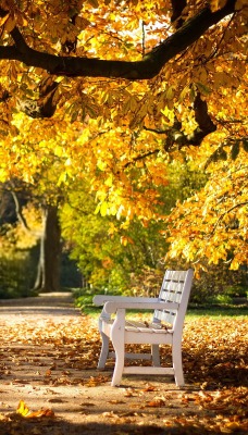 природа деревья осень скамейка листья nature trees autumn bench leaves