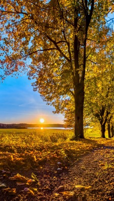 рассвет дорога осень деревья