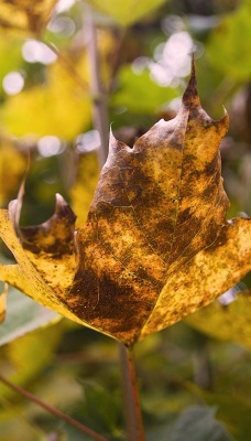 природа лист осень деревья