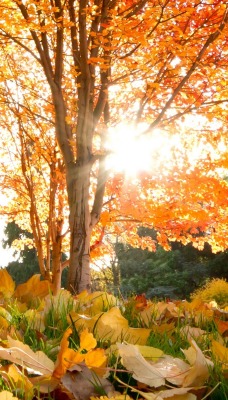 деревья листва осень солнце