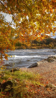 река осень деревья