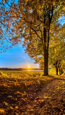осень дорога деревья закат