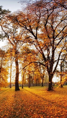 осень деревья солнце парк