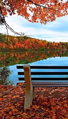 скамейка осень озеро лес