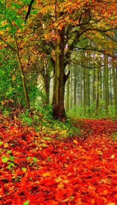 лес осень листья красные