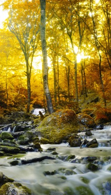 речка осень лес лучи