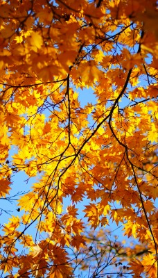 деревья осень небо листья