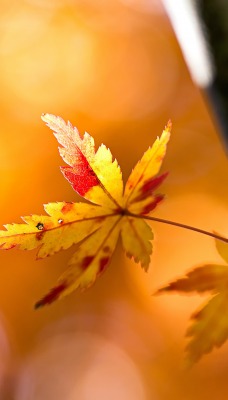 листья дерево осень