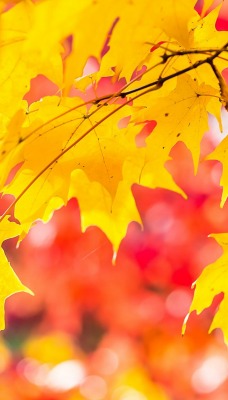 кленовые листья деревья осень