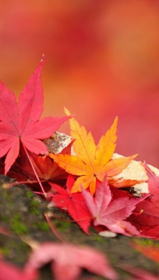 листья осень