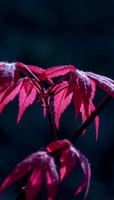 листья темнота красные ветка