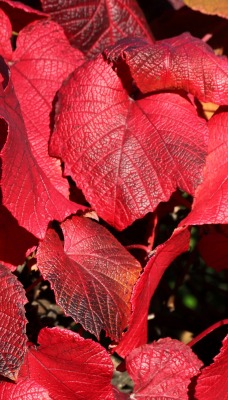 листья красные осень