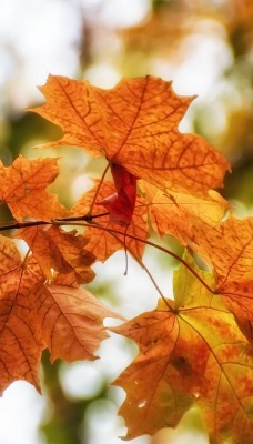 кленовые листья осень ветка