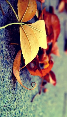 асфальт листья осень