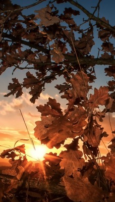 дуб листья закат лучи солнце