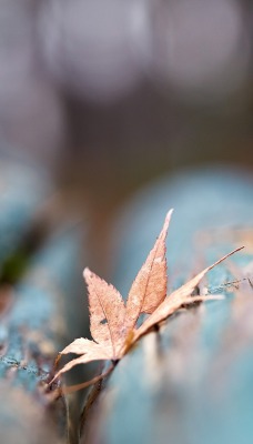 бревно лист осень размытость