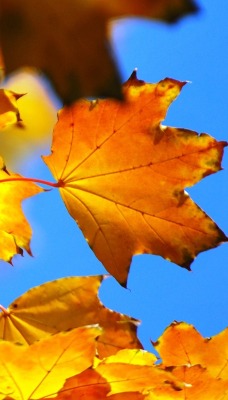 листья клен осень небо