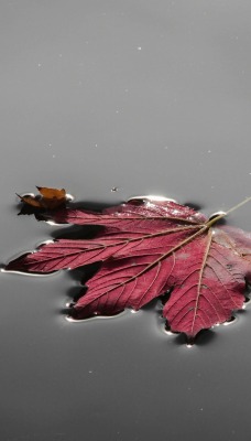 кленовый лист осень вода