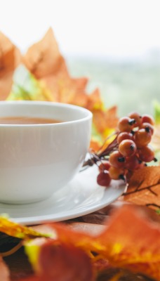 чай листья чашка осень рябина гроздь