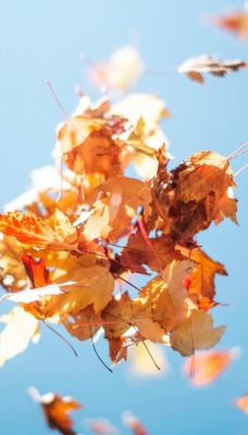 листья клуюок небо осень