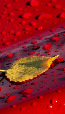 листок капли поверхность красный бордовый