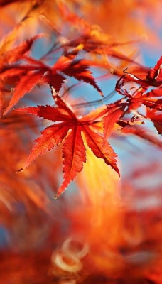 листья осень клен красные