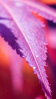 лист макро фиолетовый